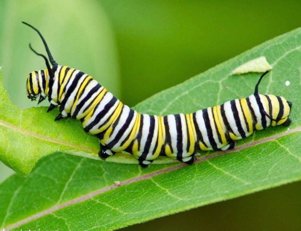 A photograph from the internet of a monarch caterpillar on a milkweed leaf.