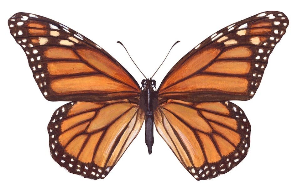 Reference drawing of a monarch butterfly.