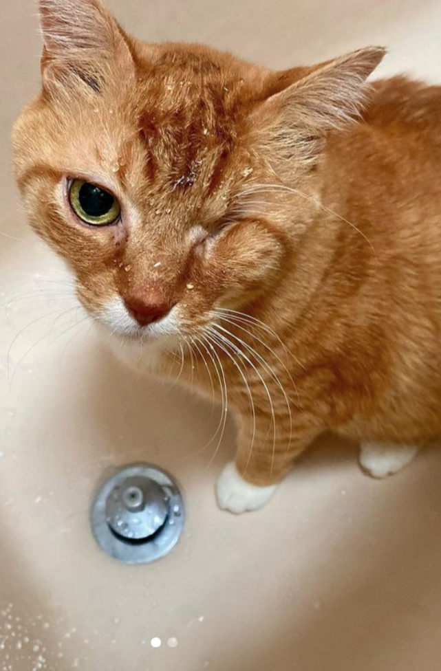 Pete the cat in real life, a ginger tabby sitting in a sink with water droplets on his face. He is missing his left eye.