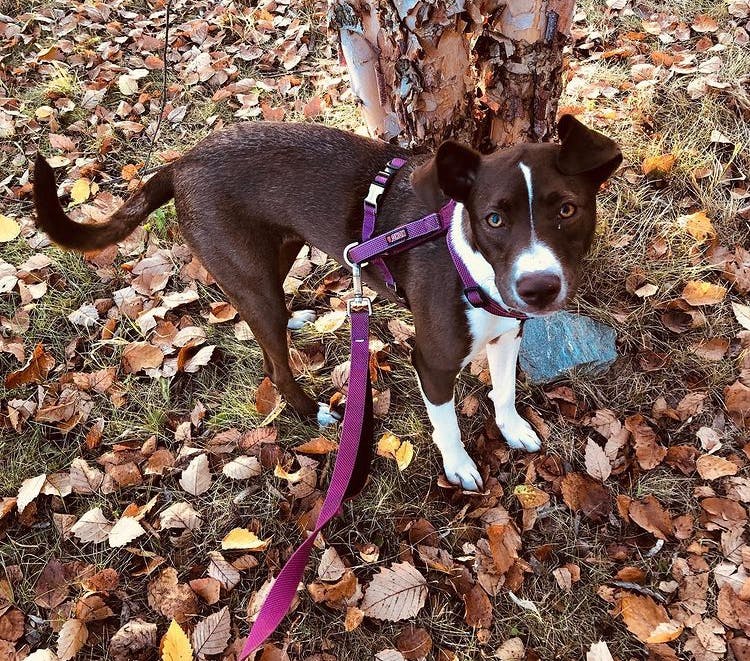 Winnie the dog in real life. She is brown with white markings and a brown nose. She is standing next to a tree and there are a lot of fall leaves on the ground. She has a purple harness and leash.