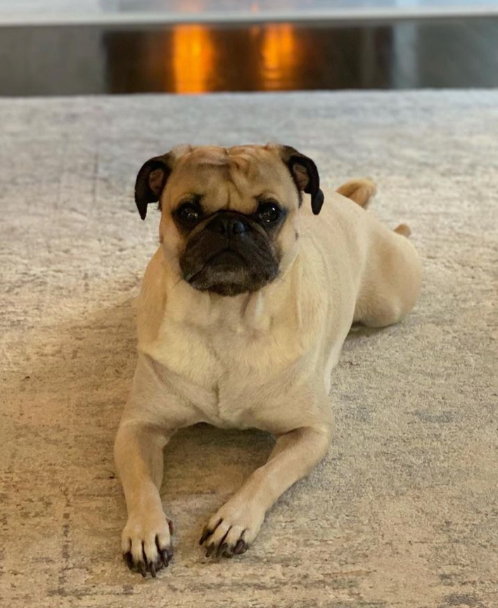 Brexley in real life. Brexley is a silver pug with tan fur and dark brown face and ears. He is laying on a rug and looking directly at the camera.
